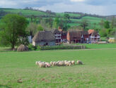 Little Lamb Village