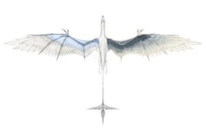 Raptor Wingspan