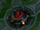 Destroyed Red inhibitor.png