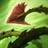 Zyra Grasping Roots