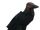 Swain Raven Render.png