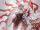 Irelia Mythmaker Splash Concept 02.gif