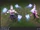 Syndra SpiritBlossom Concept 03.jpg