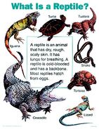 Reptiles