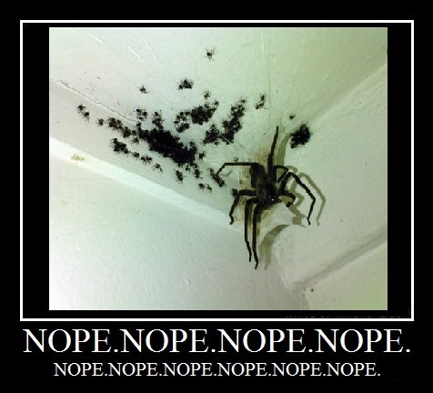 nope meme spider