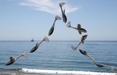 02-Le Fish inverted flip