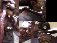 Locations of the tongues.