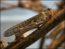 Migratory-locust.jpg