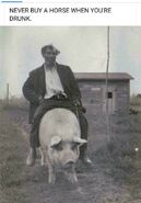 Man Riding A Pig