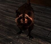 Raccoon.jpg