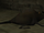 BO2-Animals-Rat.png.png