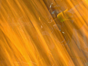 Cinematic: The Oracle