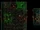 BO1-Mausoleum-Buttons.png