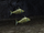 BO2-Animals-Fishes.png
