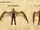 Nosgoth-Character-Sentinel-WingActionDetails-Full.jpg