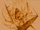 NupRuins.png