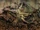 SR1-Texture-Citadel-Tower10-Mural.png