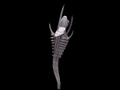AirSnakeWireFlat.jpg (49 KB)