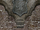 Defiance-Texture-Stronghold-ScotDragonShield.png