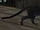 BO2-Animals-Cat.png