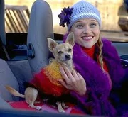 Elle and Bruiser in a car