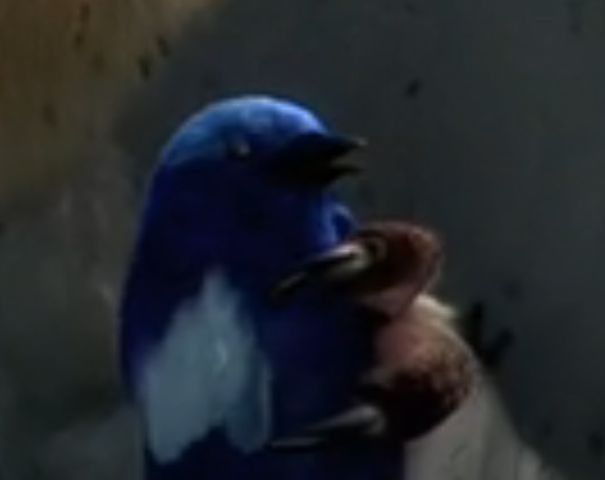 Nyra's Blue Bird, Legend of the Guardians owls of Gahoole Wiki