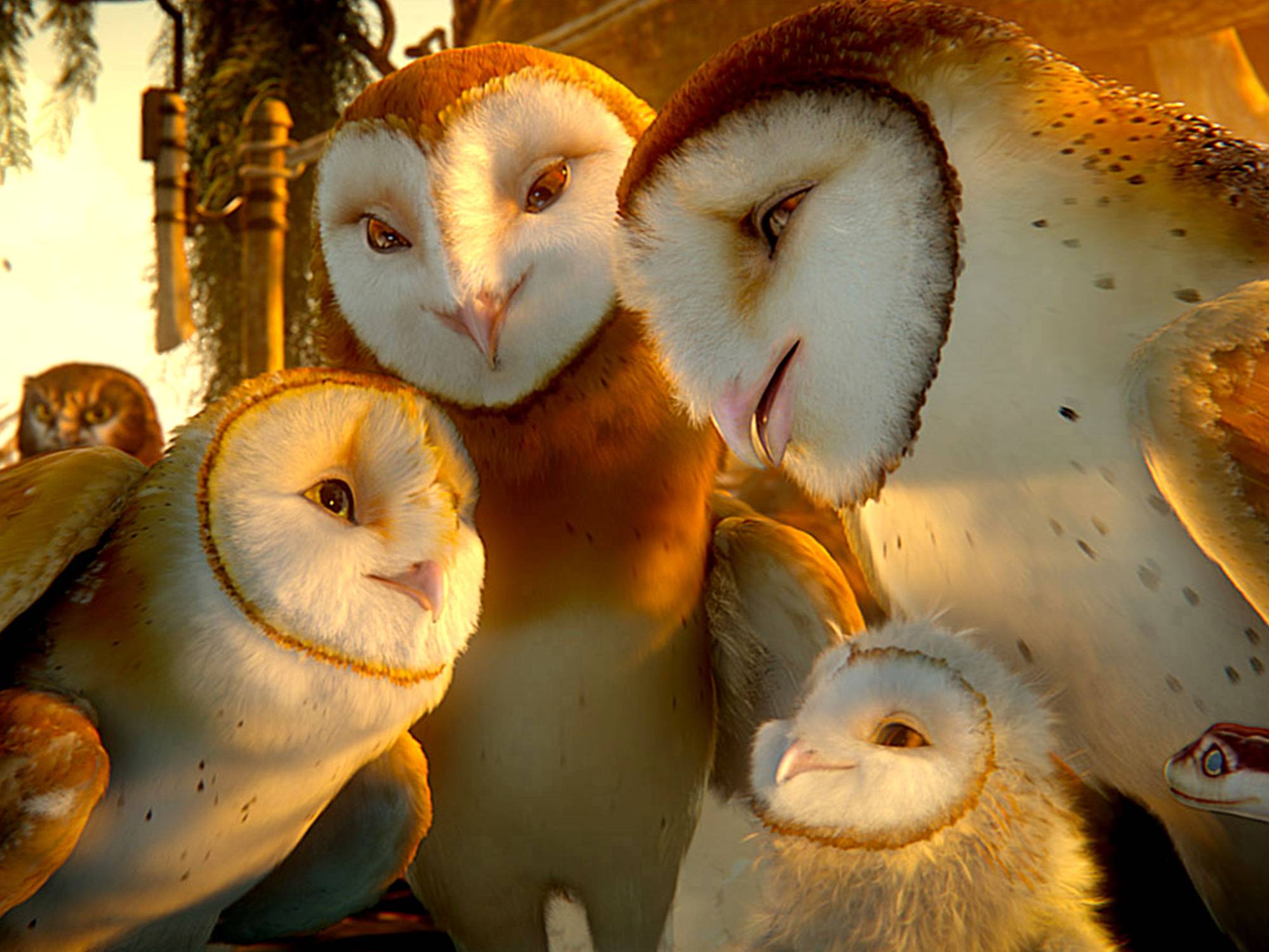 Barn Owl Legend Of The Guardians Owls Of Gahoole Wiki Fandom