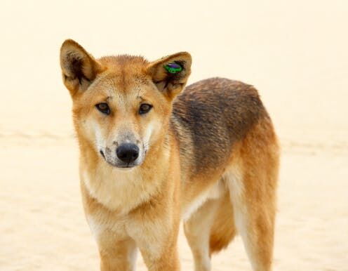 Category:Canis lupus dingo - Wikimedia Commons