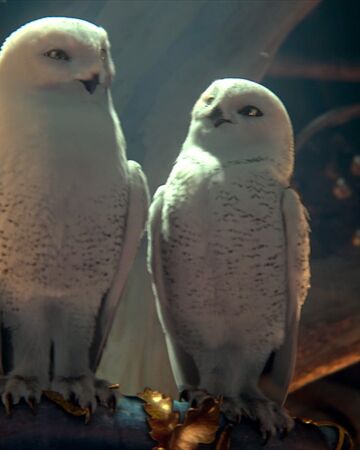 Snowy Owl Legend Of The Guardians Owls Of Gahoole Wiki Fandom