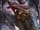 (Sorrow Eater) Omega Wyrm Fiamma