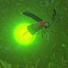 BotW Hyrule Compendium Sunset Firefly