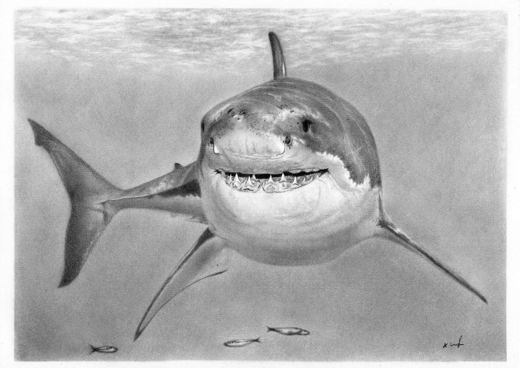 shark drawing in pencil realistic