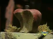 The Dried Apple Half of William Tell