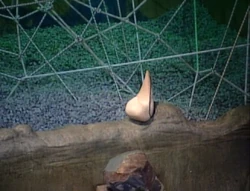 Pendant of Kamehameha