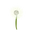 Dandelion-0