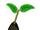 Banana Sapling.png