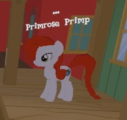 Primrose Primp