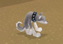 HuskyDiamondDogHeartlandsPA9