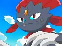 Weavile sad