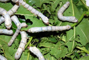 Silkworms3000px