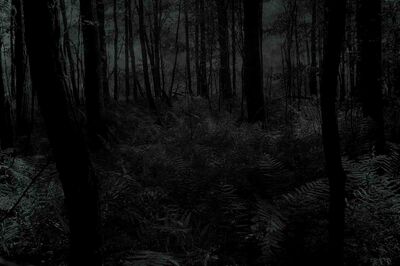 Night-crucial-for-plants.jpg
