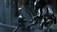 Predator 16.gif (3.93 MB)