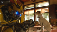 Bumblebee is curious about Charlie's dog