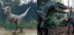 JP Raptors 3
