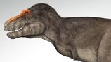 Acc Rex