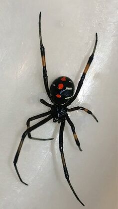 320px-Black-widow-red-spots-yellow-legs