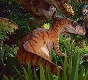 JP Raptors 2