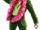 Killbane