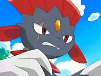 Weavile angry