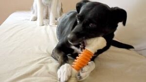 Moki plays with a toy bone